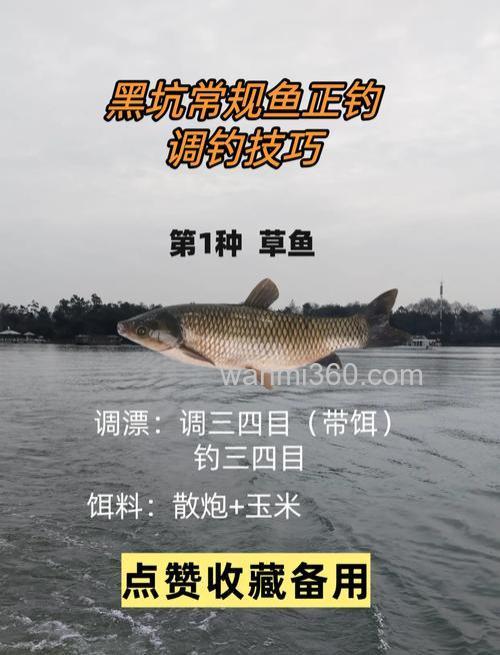 黑坑草鱼怎么钓,用什么饵料好用