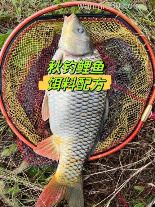 秋天钓鲤鱼用麝香还是甜薯好？
