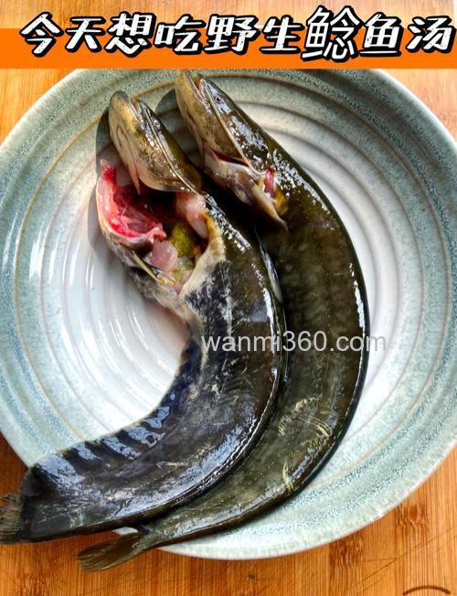 鲶鱼最爱吃的10种食物有哪些?
