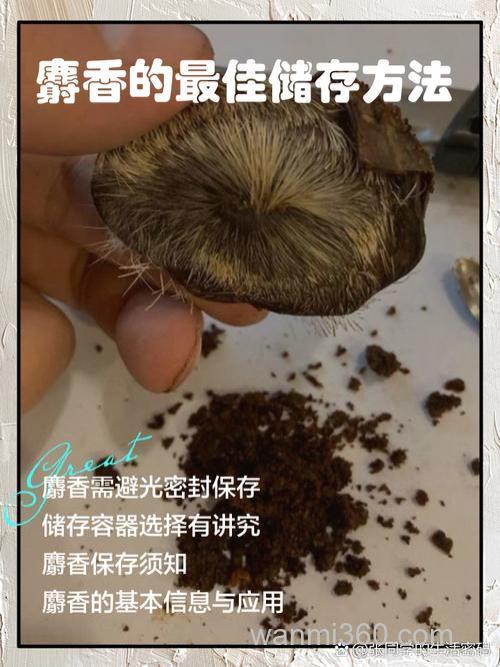 打窝用麝香还是腥香？