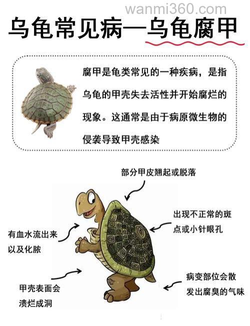 有关乌龟的问题 急急急急急急急急急急急急急急急急急!