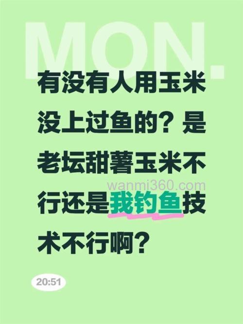 甜薯玉米钓鲤鱼好吗?