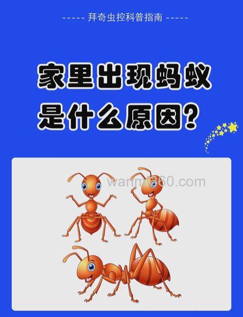 家里的蚂蚁无处不在,烦死了!!!