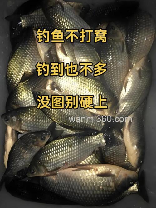 钓鲤鱼打酸窝子可以吗?