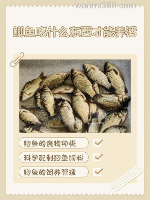 鲫鱼喂米饭可以长大吗?