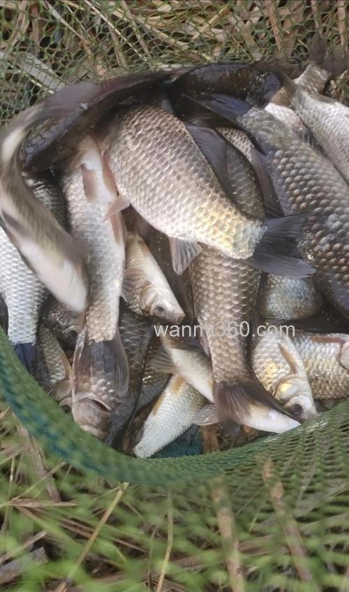 鲫鱼4种逗钓法,钓鲫鱼又快又准