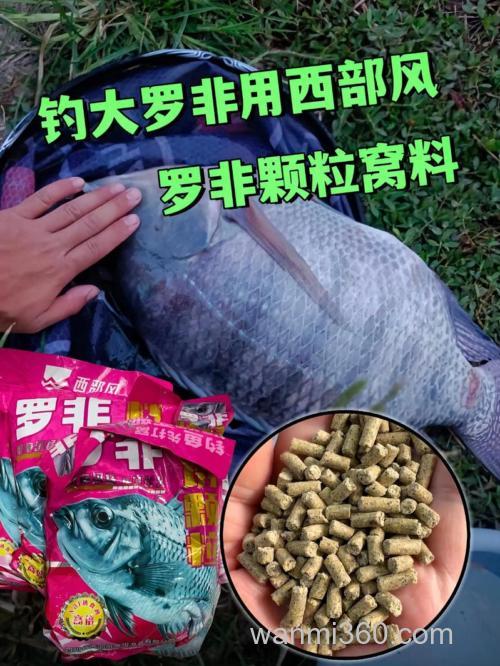 钓罗非鱼要什么料