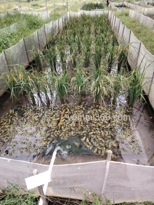 水稻牛蛙综合种养技术?