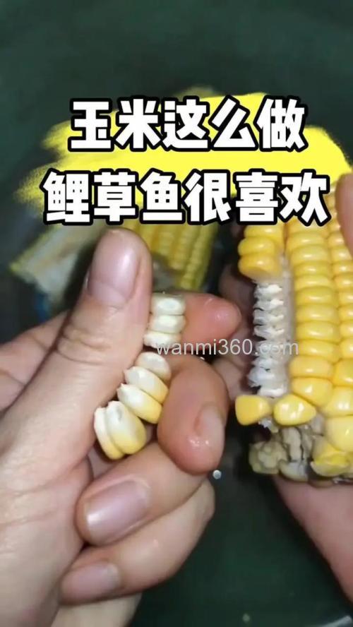 嫩玉米粒怎么做成鱼饵