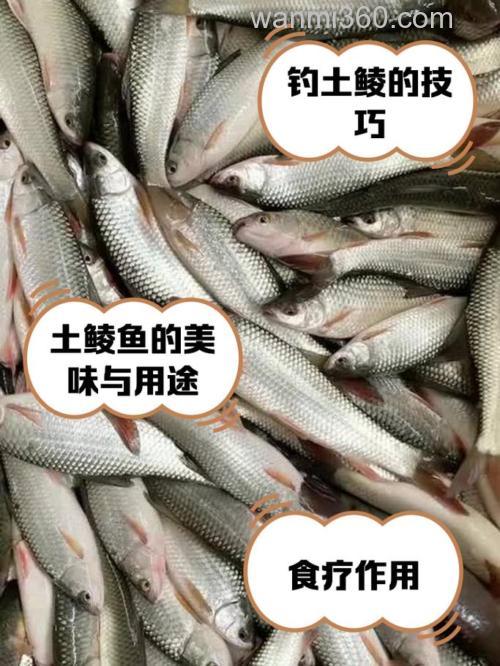 土家族可以吃鱼嘛?