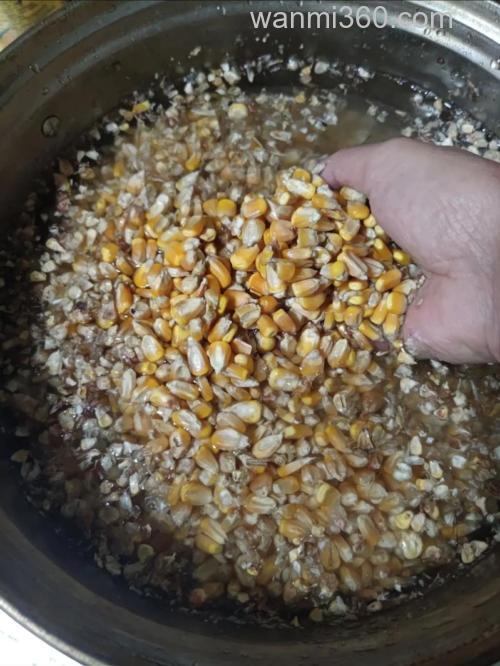 大玉米茬子怎么做钓鲤鱼的窝料？