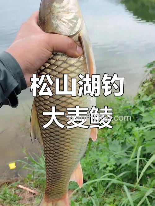 麦子饵料适合钓什么鱼？