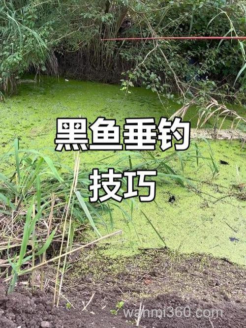 根据藏身地点寻找黑鱼的最佳钓点