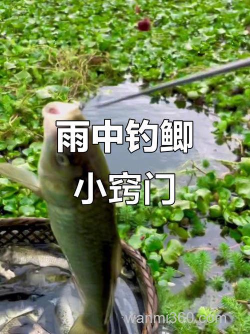 雨天钓鲫鱼最佳方法?