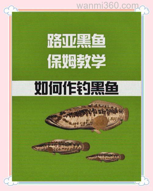 高手分享钓黑鱼的实用小技巧详解