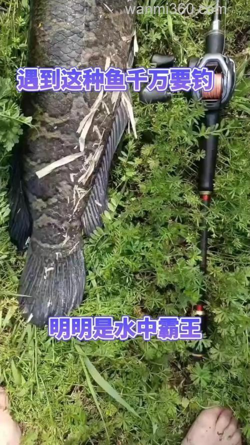 水中霸王(黑鱼)的钓法和技巧解析