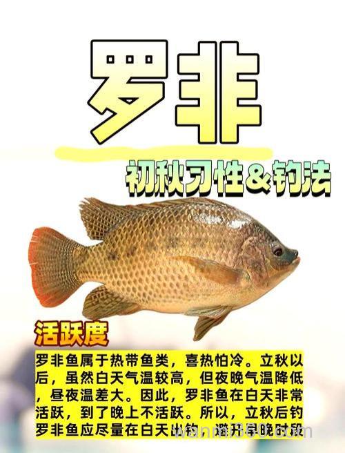 垂钓罗非鱼的五大攻略