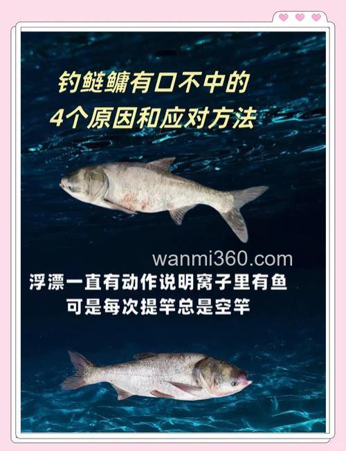 下顿不中鱼的原因有哪些？
