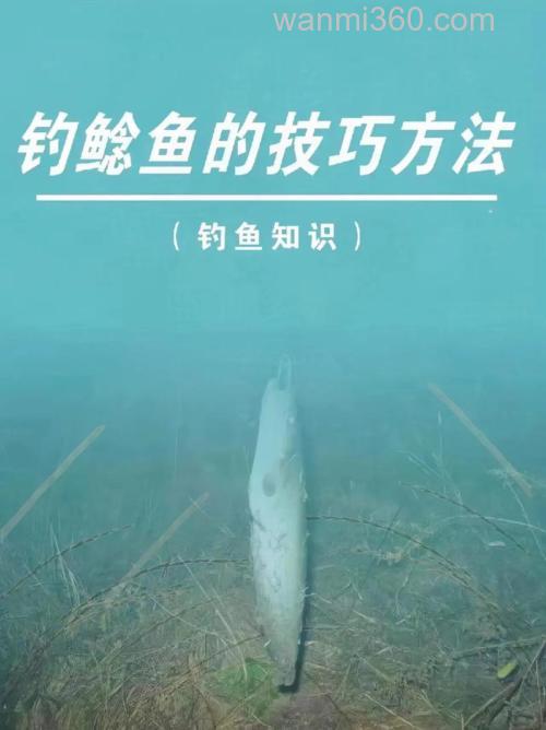初秋插边竿夜钓鲶鱼攻略
