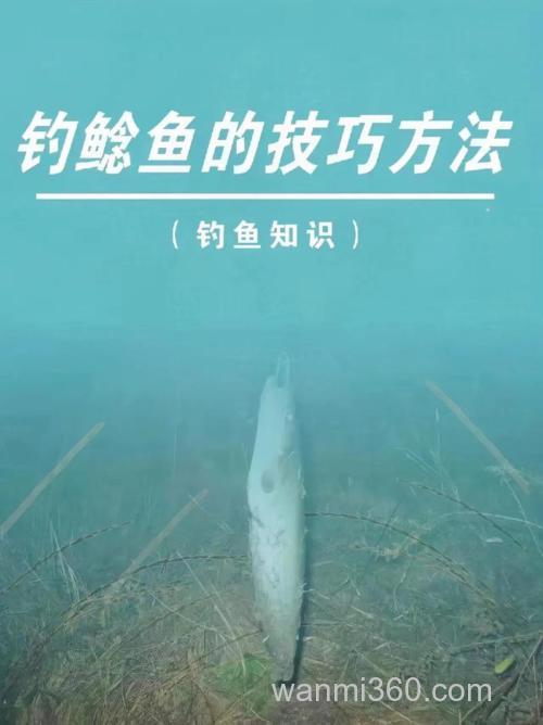 夏秋时节夜钓鲶鱼的技巧全解析