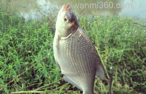 秋季水库野钓鳊鱼的那些细节