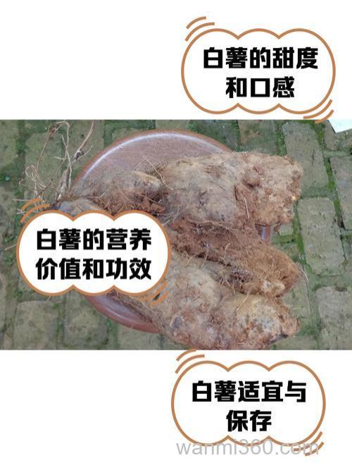 白饵可以加红薯嘛?