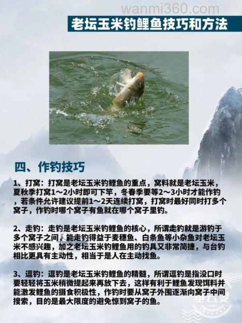 玉米钓鲤鱼方法？