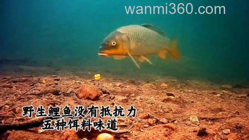 野生大鲤鱼爱吃三种饵料