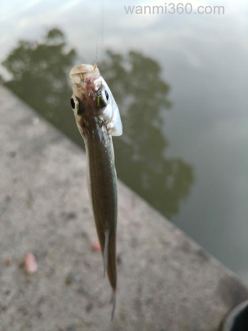 钩鲢鱼用猪心肺可以吗?
