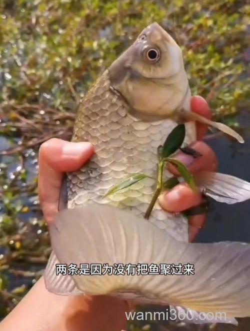 鲫鱼是群居的吗?