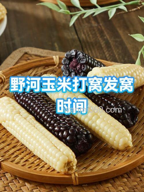 为什么不建议用玉米钓鱼?玉米打窝一般多久发窝?