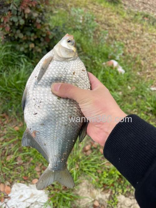 钓麦子用几号钩?