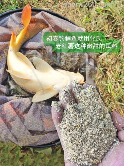 春季钓鲤鱼红薯鲤和什么商品饵搭配效果更佳？