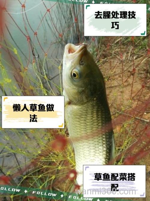 10年打草鱼经验,这5个小窍门让你爆护不再是难题!