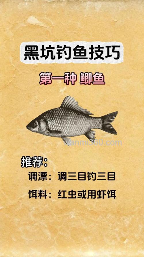 黑坑钓鲤鱼怎么样才能比别人钓的更多?这6点小细节千万不可忽视