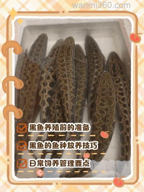 野钓黑鱼、鲶鱼实用技术贴
