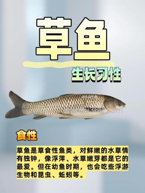 钓草鱼什么食最好?