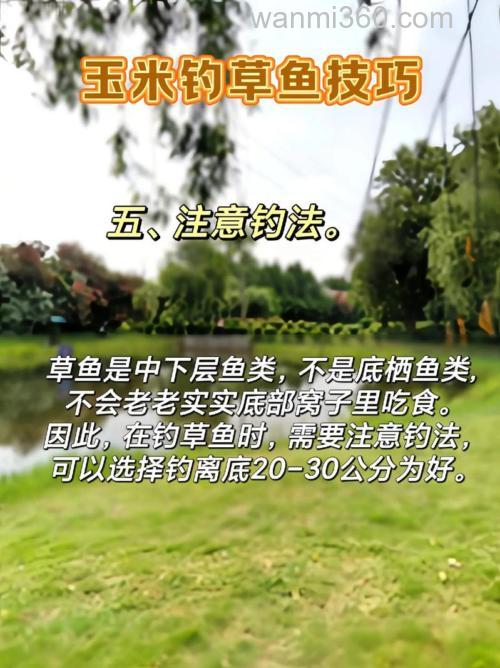 钓草鱼怎样选用玉米粒 玉米粒钓草鱼的方法