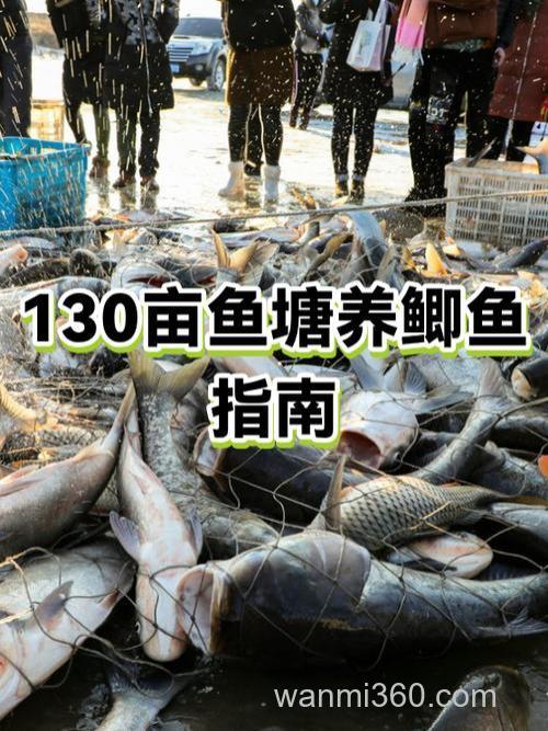 主养鲫鱼一亩鱼塘怎么搭配？