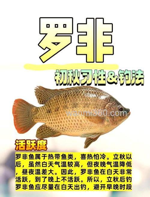 钓罗非鱼的六个实用技巧