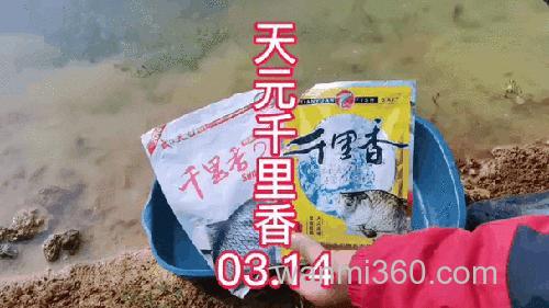 天元千里香能钓鲤鱼吗?