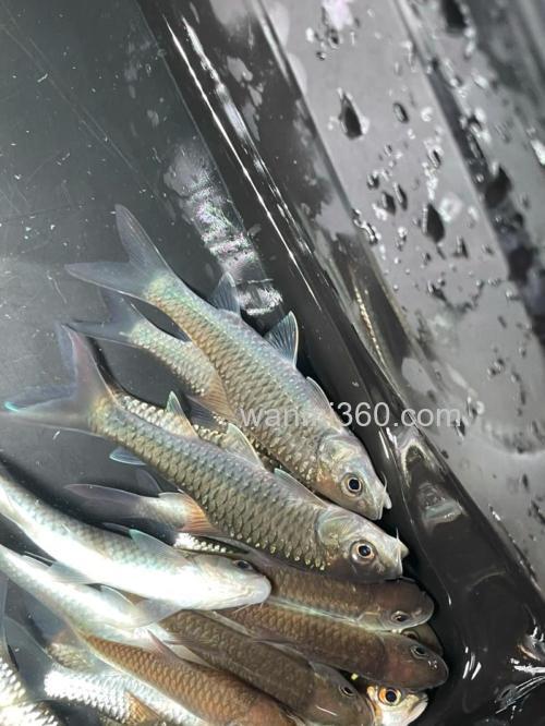 鱼拉丝怎么回事?
