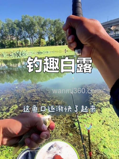 白露之后钓鱼在水的深处还是浅处?