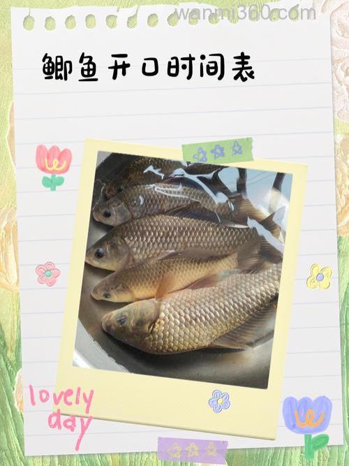 一天中鱼开口的时间在什么时候最好?