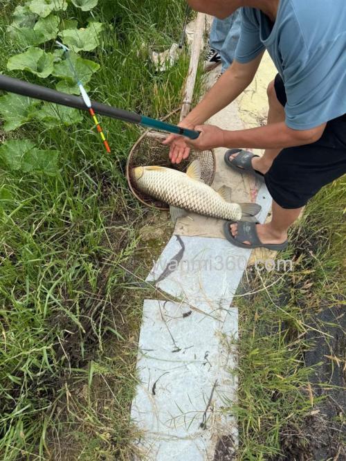 十米水深左右的鱼塘用猪粪喂养草鱼用什么饵料垂钓?