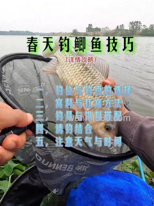 春钓水库鲫的技巧?