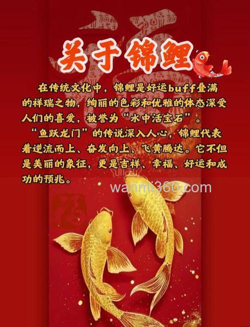 中国锦鲤的起源?