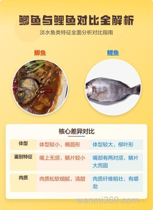 鲫鱼和鲤鱼哪个营养好?
