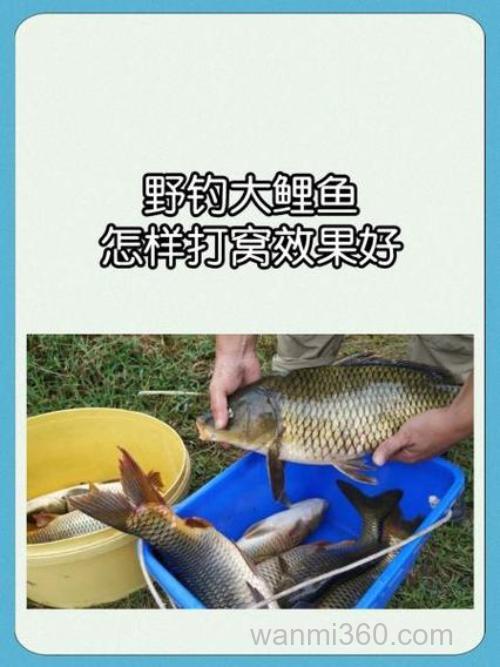 野钓大鲤鱼的饵窝分离技术