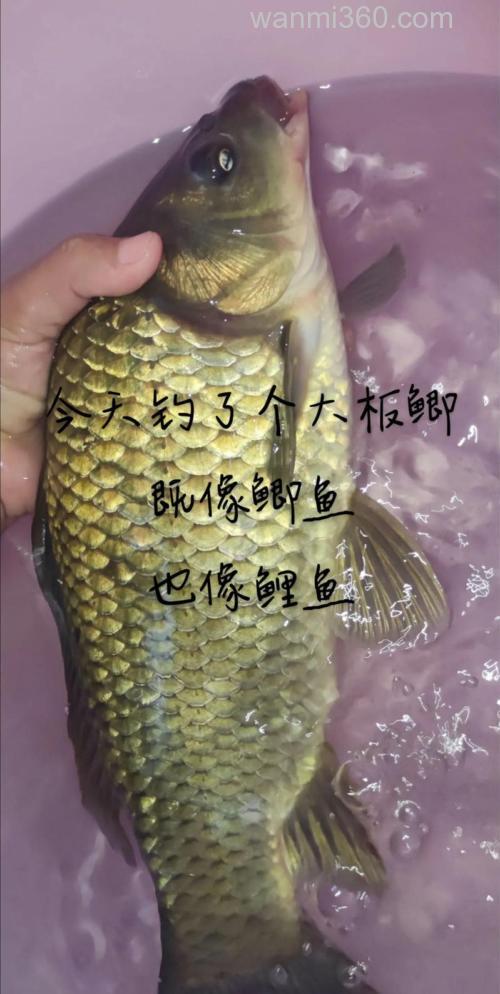 鲤鱼为啥那么好钓?原来老司机是这样钓,难怪比钓鲫鱼过瘾